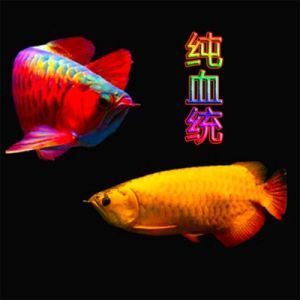 紅龍魚魚苗批發(fā)價格查詢最新（紅龍魚魚苗價格-最新紅龍魚苗價格、批發(fā)報價、價格大全）