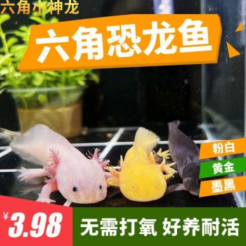 黃金龍魚好養(yǎng)嗎（黃金龍魚好養(yǎng)嗎？） 龍魚百科 第2張