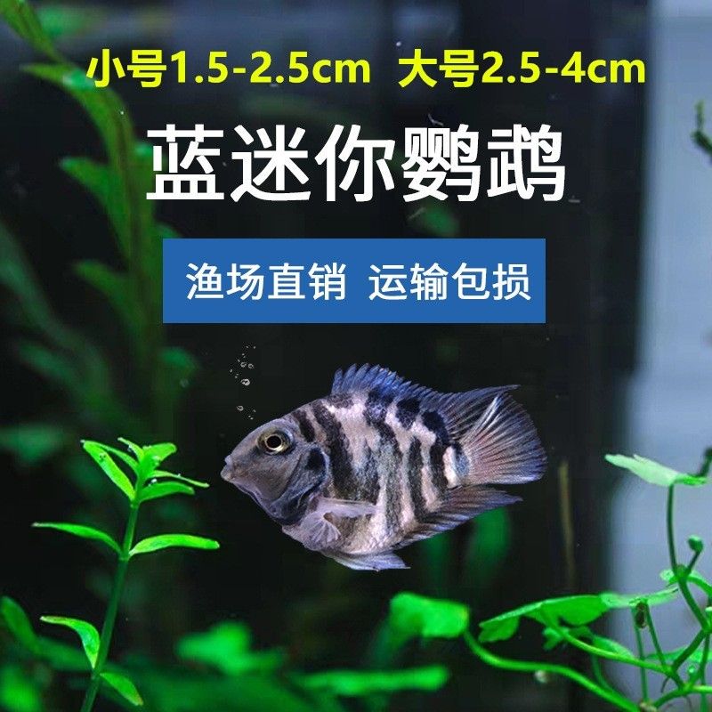 草缸養(yǎng)曼龍魚能長多大（養(yǎng)曼龍魚的水族箱12-19]10.） 龍魚百科 第1張