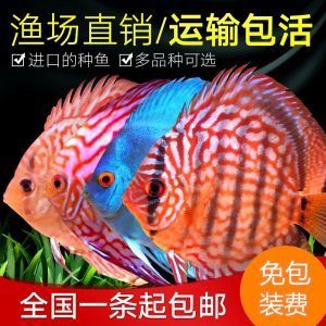 草缸養(yǎng)曼龍魚能長多大（養(yǎng)曼龍魚的水族箱12-19]10.） 龍魚百科 第3張