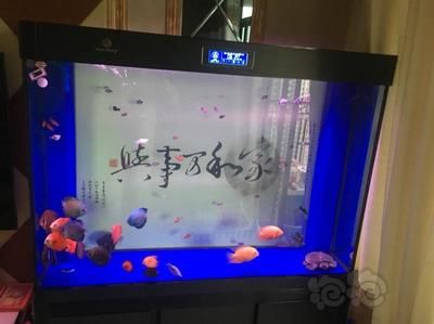 50寬的魚缸是否可以養(yǎng)金龍魚（50cm寬的魚缸可以養(yǎng)金龍魚嗎360問答） 龍魚百科 第3張