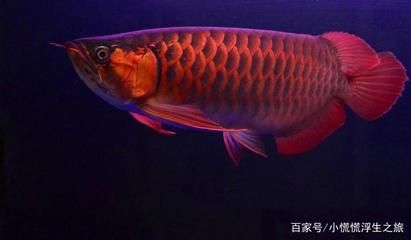 500萬(wàn)龍魚(yú)（世界上最貴的魚(yú)是什么魚(yú)紅龍魚(yú)價(jià)格高達(dá)500萬(wàn)） 龍魚(yú)百科 第3張