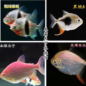 白子銀板魚(yú)和龍魚(yú)混養(yǎng)（白子銀板魚(yú)與龍魚(yú)混養(yǎng)時(shí)需要注意以下幾點(diǎn)：物種,體長(zhǎng),） 龍魚(yú)百科 第2張