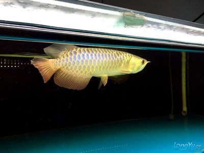 極品古典藍龍魚價格（極品古典藍龍魚價格一般是多少藍龍魚價格一般是多少）