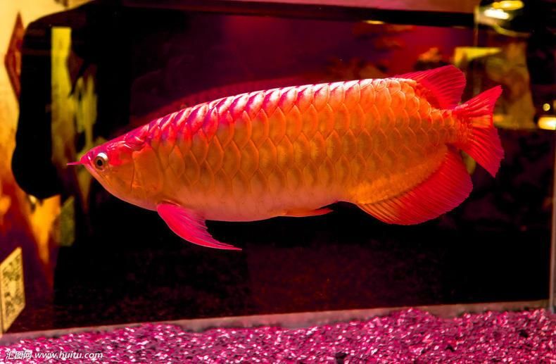 紅龍魚英文名怎么讀（紅龍魚的英文名為redarowana,redarowana） 龍魚百科 第3張