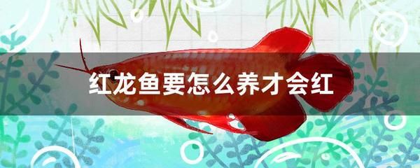 紅龍魚怎么變紅色（怎么把紅龍魚養(yǎng)得更紅?影響因素很多）