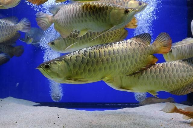 紅龍魚銀龍魚混養(yǎng)怎么樣（銀龍魚和紅龍魚可以混養(yǎng)嗎？） 龍魚百科 第3張