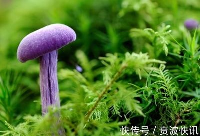 蘑菇能增強(qiáng)心臟健康？（吃蘑菇對心臟健康有益嗎？）