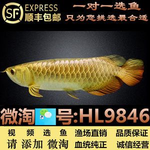 紅龍魚與號半的區(qū)別（紅龍魚與號半?yún)^(qū)別） 龍魚百科 第3張