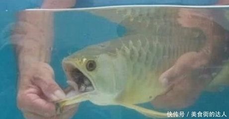 剛買的龍魚不吃東西怎么回事兒呀（剛買的龍魚不吃東西怎么辦？）