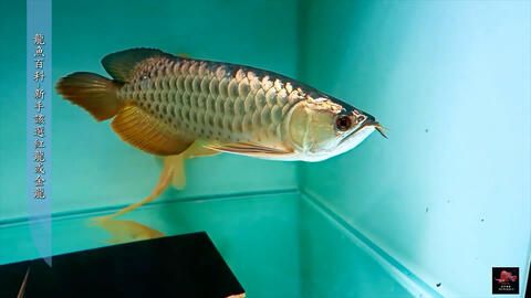 50公分龍魚多久喂一次食物呢圖片（50公分成年龍魚該怎么喂食多久喂一次龍魚多久喂一次） 龍魚百科 第2張