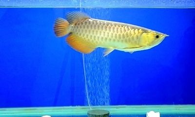 20厘米金龍魚(yú)一天喂幾次飼料呢視頻（20厘米左右的金龍魚(yú)一天喂多少量） 龍魚(yú)百科 第3張