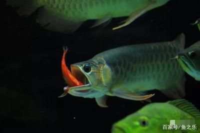 草金喂龍魚需要注意什么（將草金魚作為食物喂給龍魚時(shí)需要注意什么） 龍魚百科 第3張