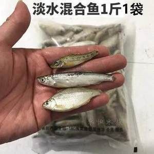 剛買來的龍魚幾天可以喂飼料（剛買來的龍魚需要適應環(huán)境一段時間后才能開始喂食）