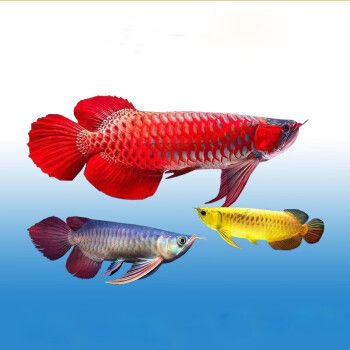 紅龍魚與金龍魚（紅龍魚和金龍魚在體型、原產(chǎn)地和飼養(yǎng)要點等方面都存在明顯的區(qū)別）