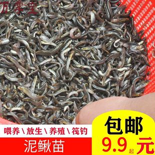 20厘米龍魚喂多少飼料合適（20厘米左右的龍魚喂什么比較合適） 龍魚百科 第3張