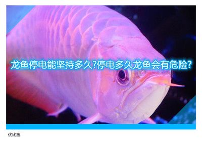 家里養(yǎng)龍魚停電了怎么辦？（養(yǎng)龍魚家里停電怎么辦） 龍魚百科 第2張