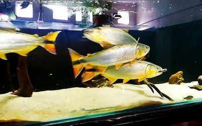 50厘米的龍魚喂食時間是多少（50厘米的龍魚可以在每天上午9點和下午的3點進行喂食） 龍魚百科 第2張