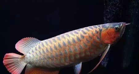 半米龍魚多少錢一條（半米長的龍魚價(jià)格一般多少錢一條？） 龍魚百科 第2張