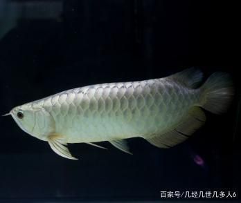 白色銀龍魚(yú)怎么養(yǎng)活的（白色銀龍魚(yú)的飼養(yǎng)方法是什么銀龍魚(yú)怎么養(yǎng)及喂養(yǎng)技巧） 龍魚(yú)百科 第2張