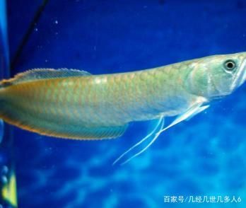 白色銀龍魚(yú)怎么養(yǎng)活的（白色銀龍魚(yú)的飼養(yǎng)方法是什么銀龍魚(yú)怎么養(yǎng)及喂養(yǎng)技巧） 龍魚(yú)百科 第3張