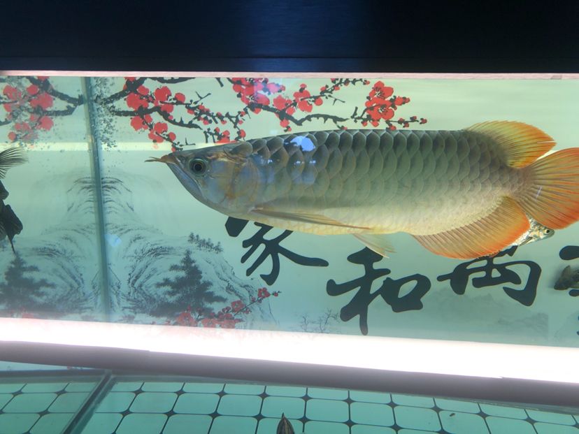 白缸飼養(yǎng)記圖片記錄（天涯魚客mr.cai評論：規(guī)律換水喂食）