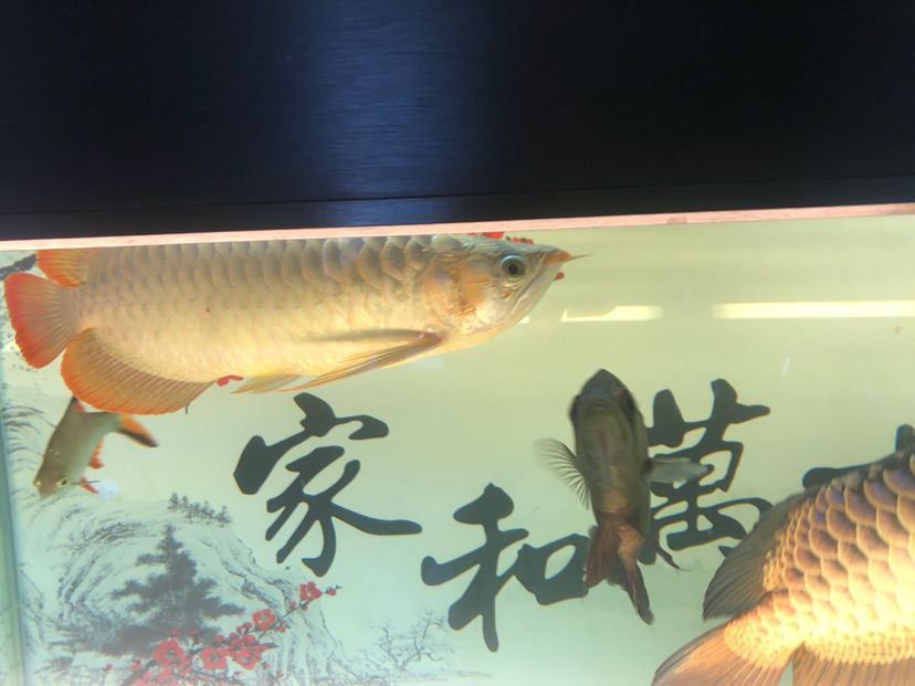 白缸飼養(yǎng)記圖片記錄（天涯魚客mr.cai評論：規(guī)律換水喂食） 觀賞魚論壇 第6張