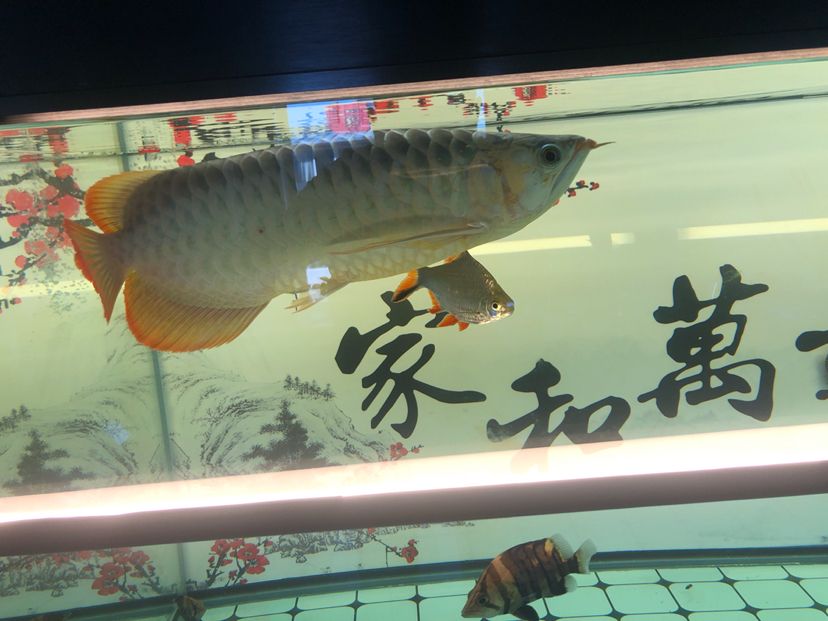 白缸飼養(yǎng)記圖片記錄（天涯魚客mr.cai評論：規(guī)律換水喂食） 觀賞魚論壇 第8張