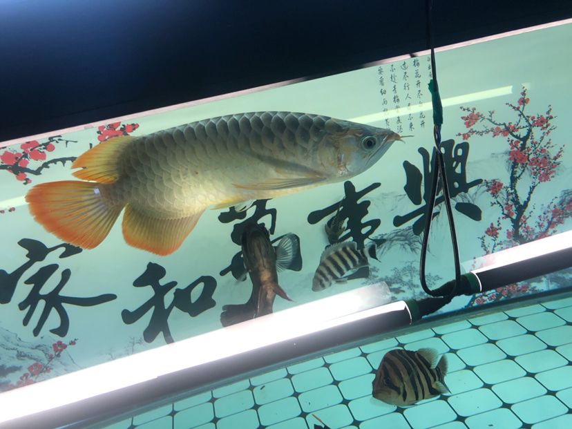 白缸飼養(yǎng)記圖片記錄（天涯魚客mr.cai評論：規(guī)律換水喂食） 觀賞魚論壇 第9張