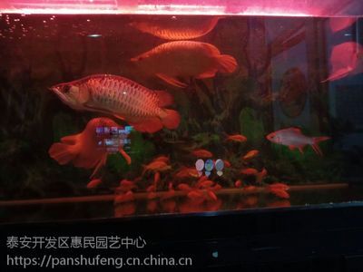 40公分的紅龍魚怎么喂食（紅龍魚的喂養(yǎng)與食物）