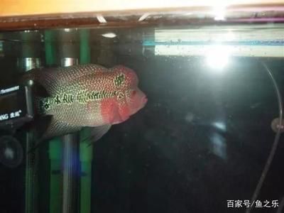 不想養(yǎng)龍魚了能賣掉嗎（如何處理不想養(yǎng)的龍魚？） 龍魚百科 第1張