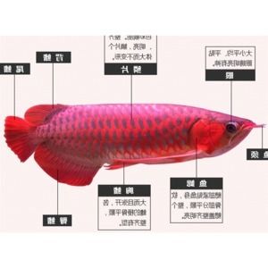 成年龍魚價格走勢圖（成年龍魚價格走勢圖龍魚多少錢一條成年龍魚多少錢一條） 龍魚百科 第2張