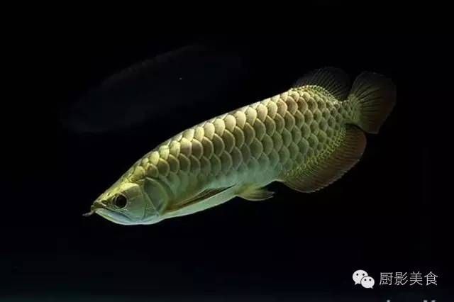 頂級金龍魚價格是多少錢一條（金龍魚價格多少錢一條金龍魚價格360問答） 龍魚百科 第2張