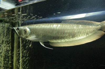 成年銀龍魚多久喂一次食物（成年銀龍魚多久喂一次最合理銀龍魚多久喂一次最合理） 龍魚百科 第2張