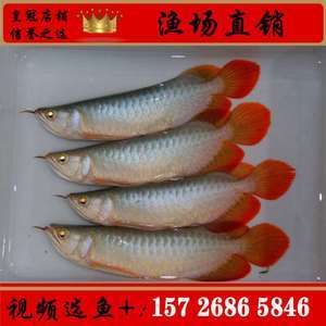 紅龍魚(yú)魚(yú)苗批發(fā)廠家地址在哪里（紅龍魚(yú)魚(yú)苗批發(fā)廠家具體地址信息搜索結(jié)果中并未直接給出） 龍魚(yú)百科 第2張