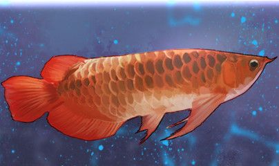 50厘米紅龍魚(yú)用什么燈光好（50厘米的紅龍魚(yú)用什么燈光好紅龍魚(yú)用什么燈光好） 龍魚(yú)百科 第2張