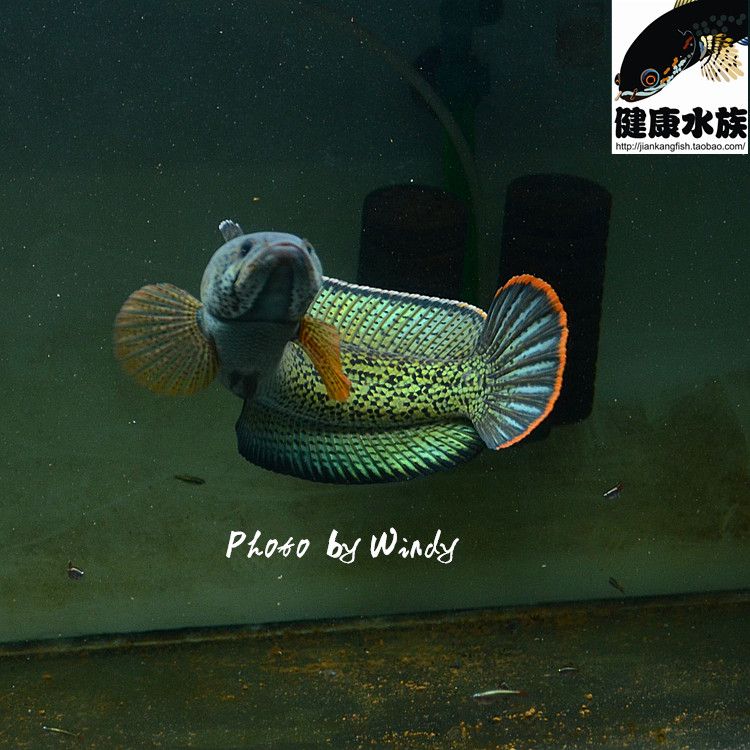 大型龍魚是什么品種（大型龍魚品種及龍魚品種介紹【龍魚品種介紹） 龍魚百科 第3張