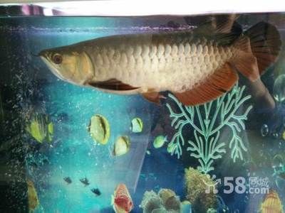 50公分的金龍魚多少錢（50公分的金龍魚價(jià)格從幾百元到數(shù)萬元不等）