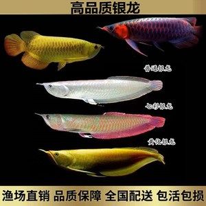 7彩銀龍魚(yú)苗（七彩銀龍魚(yú)苗價(jià)格） 龍魚(yú)百科 第3張