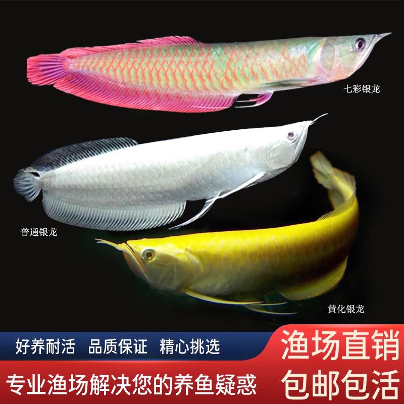 7彩銀龍魚(yú)苗（七彩銀龍魚(yú)苗價(jià)格） 龍魚(yú)百科 第1張