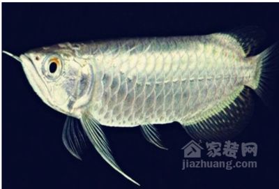 白金龍魚價格走勢圖分析表（白金龍魚價格走勢圖） 龍魚百科 第1張