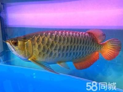 50厘米金龍魚值多少錢人民幣（50厘米的金龍魚價格受到品種及養(yǎng)殖年份等因素影響） 龍魚百科 第3張