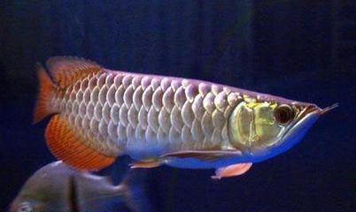 20 厘米的小龍魚(yú)喂食什么好呢視頻（20厘米的小龍魚(yú)可以喂食昆蟲(chóng)、魚(yú)蝦、肉類、顆粒和爬行類食物） 龍魚(yú)百科