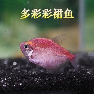 草缸曼龍魚(yú)（草缸養(yǎng)曼龍魚(yú)可行嗎？） 龍魚(yú)百科 第2張