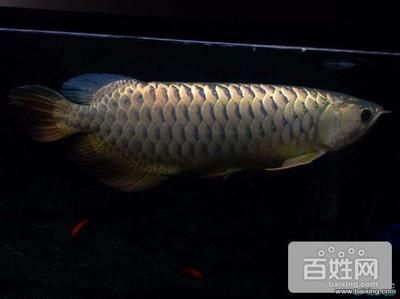 50厘米金龍魚(yú)值多少錢(qián)一條呢圖片（金龍魚(yú)價(jià)格多少錢(qián)一條金龍魚(yú)多少錢(qián)一條）