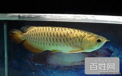 50厘米金龍魚(yú)值多少錢(qián)一條呢圖片（金龍魚(yú)價(jià)格多少錢(qián)一條金龍魚(yú)多少錢(qián)一條）