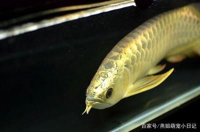 除了金龍魚還有什么魚有可比性（金龍魚和什么魚混養(yǎng)360問答金龍魚和什么魚混養(yǎng)比較好） 龍魚百科 第3張