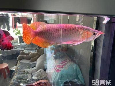 45公分的紅龍魚(yú)能賣多少錢（45公分的紅龍魚(yú)價(jià)格可能在幾千元到幾萬(wàn)元不等）