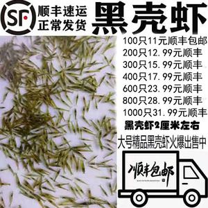 40公分龍魚喂幾個蝦米好（40公分的龍魚每天喂食一次，每天喂一次就足夠了） 龍魚百科 第2張