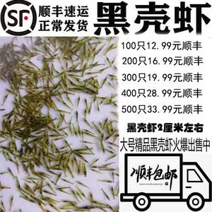 40公分龍魚喂幾個蝦米好（40公分的龍魚每天喂食一次，每天喂一次就足夠了） 龍魚百科 第3張